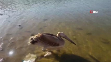 Yaralı Pelikan Tedavi Altına Alındı