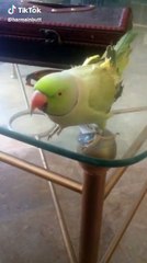 Green parrot