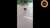 Ce chien joue  avec un caillou d'une manière très étrange