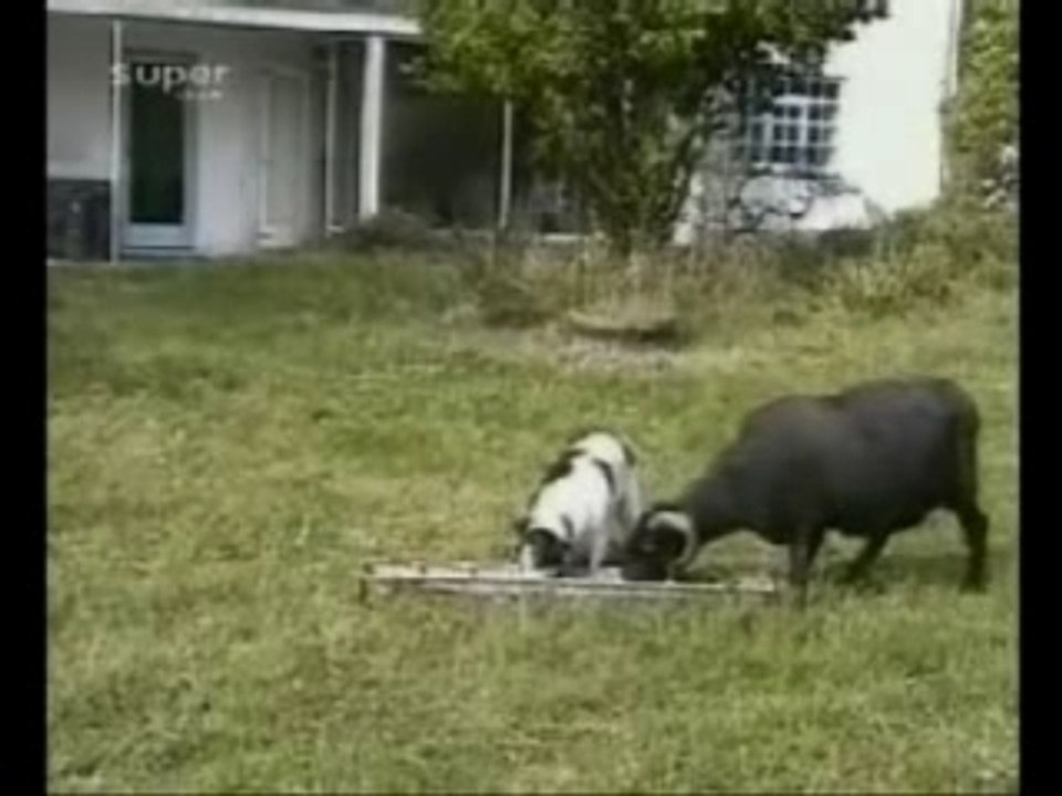 ANIMAUX / HUMOUR : Chien et bouc - Dog and goat