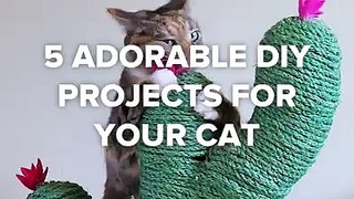 5 Adorable DIY Projects For Your Cat 