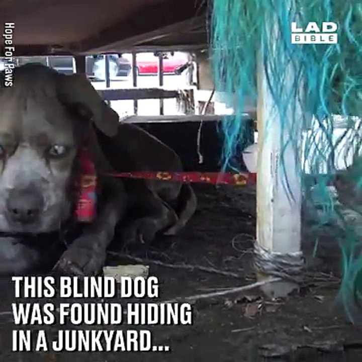 This blind dog got a second chance at life after being rescued from a junkyard! ❤️Hope For Paws