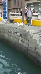 one dog does all`the fetching and the other nicks the glory! Not fair!