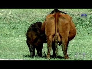 Episode 37 –Asrar El Matwalia El Genia | الحلقة السابعة و الثلاثون - برنامج أسرار المتوالية الجينية