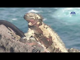 Eps 07 –El Alem Men Hawlna  Program| الحلقة السابعة ( حيوانات معقدة ) - برنامج العلم من حولنا