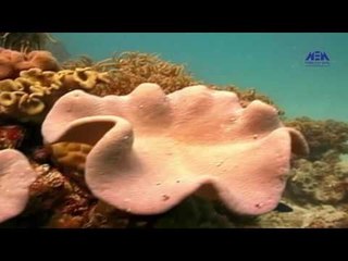 Episode 28 –Asrar El Matwalia El Genia | الحلقة الثامنة والعشرون - برنامج أسرار المتوالية الجينية