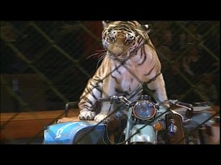 حقيقة أم خيال .. نمر يقود دراجة بخارية شىء لن تشاهده إلا فى السيرك الروسى