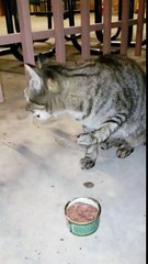 Un chat mange avec la patte