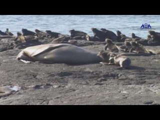 Eps 03 –El Alem Men Hawlna  Program| الحلقة الثالثة (سلوك الحيوانات ) - برنامج العلم من حولنا