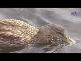 Eps 12 –El Alem Men Hawlna  | الحلقة الثانية عشر ( استكشافات للمياة العذبه) -  العلم من حولنا