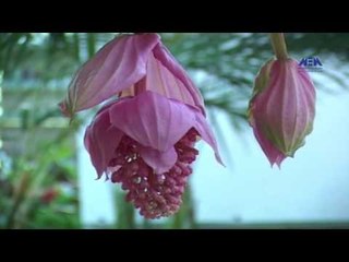 Episode 01–Nabtat EL Zieena Program | الحلقة الأولى - برنامج نباتات الزينة