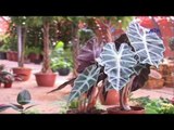 Episode 02–Nabtat EL Zieena Program | الحلقة الثانية - برنامج نباتات الزينة