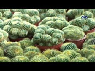 Episode 12–Nabtat EL Zieena Program | الحلقة الثانية عشر  - برنامج نباتات الزينة