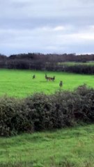 Branco di lupi nell'alta Murgia