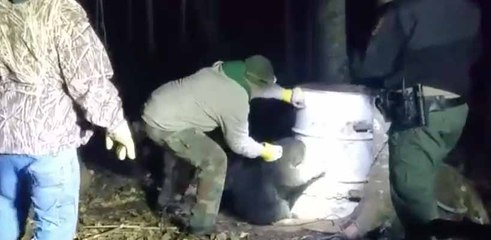 Des hommes libèrent un ours qui s’est bloqué la tête