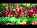 Episode 06–Nabtat EL Zieena Program | الحلقة السادسة - برنامج نباتات الزينة