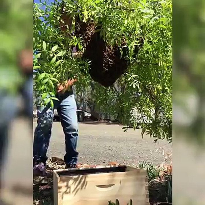 This is un-bee-lievable Follow Vs. for more!