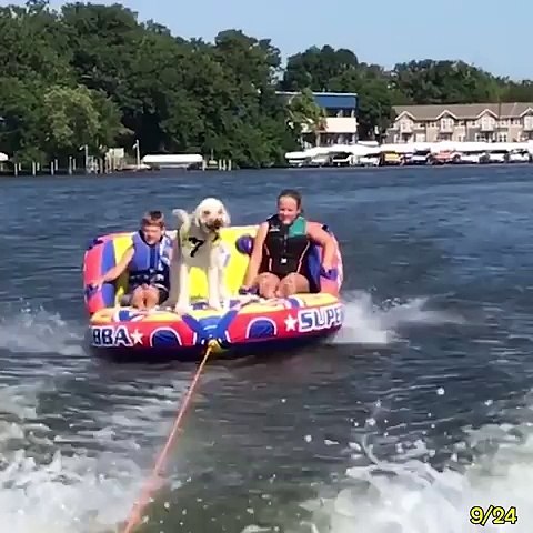 These dogs on boats are hilarious! Follow Howlers for more!