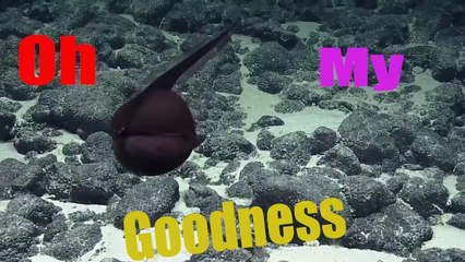 Partagez l'émerveillement des scientifiques !