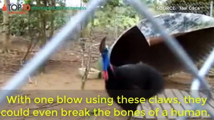 Most Aggressive Animals In The World - Hippo, Rhino, Black Mamba, ...