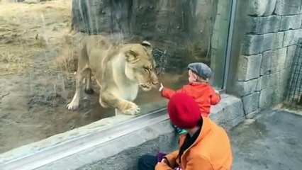 Lioness in Zoo Interacts with Kid