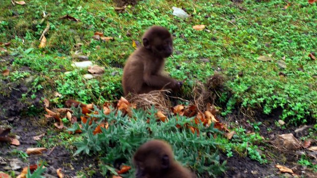 Baby Animals Series 1 12 of 13 of fbeat Adaptations