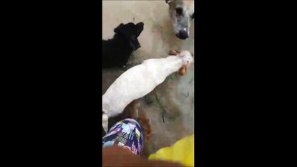 Abrigo de animais fica debaixo d'água em Vila Velha