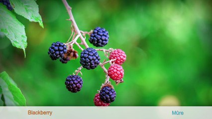 YAAL PASSION Dark Chocolate with Maca and Exotic Fruits