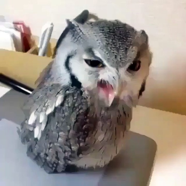 Angry Owl