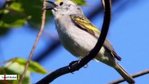 This Bird Was Found To Be A Hybrid Of Three Different Species