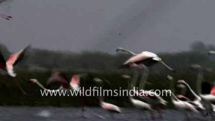 Greater Flamingos take off en masse from Indian wetland