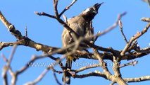 Hill White cheeked Bulbul preens in the Himalaya