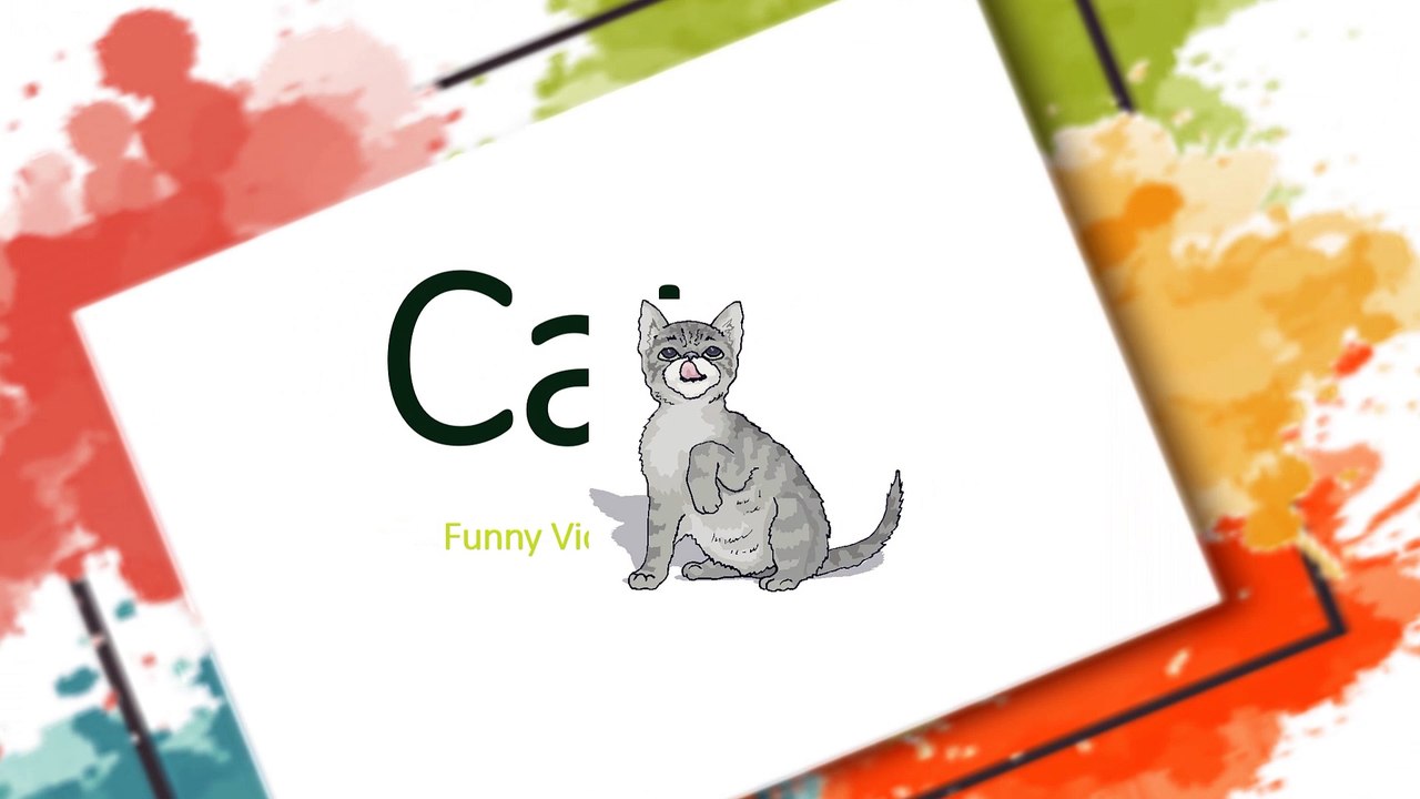 Funny Cat Video