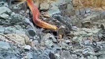 A huge snake is causing panic in #Saudi Arabia