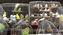 Bird market at the Sonepur fair- Bihar