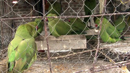 Birds in cage ready for sale- Sonepur fair India