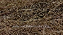 Dry conifer needles can cause forest fires in the Himalaya