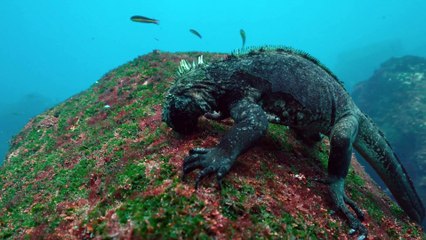 Wild Galapagos Part 1 In The Grip      of      The Ocean       part 2/2