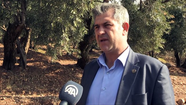 Şehit kaymakamın dünyaya tanıtmak istediği zeytinler filizlendi - MARDİN