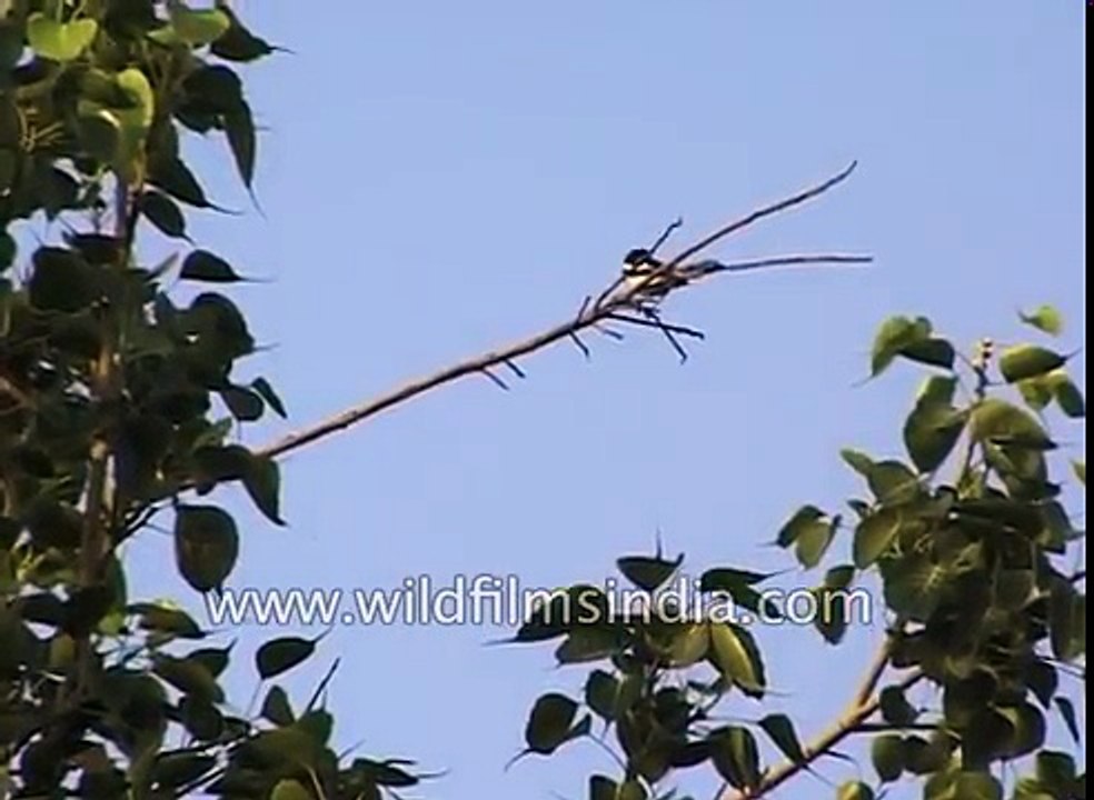 Magpie Robin and other nice birds calls - hear this clip for the bird calls