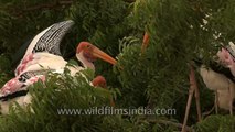 Painted stork colony on a Neem tree India