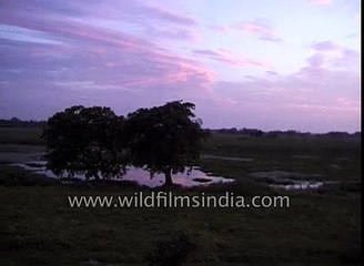 Parakeets fill northern Indian skies every evening  with their loud calls