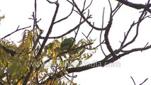 Parrots sitting on branches of tree during autumn