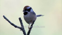 Red headed or Black throated Tit of the Himalaya