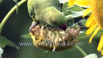 Rose-Ringed Parakeet eats Sunflower seeds