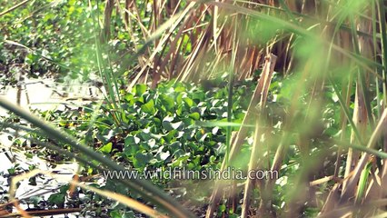 Smoky Warbler - Birds of Basai wetland just outside New Delhi city