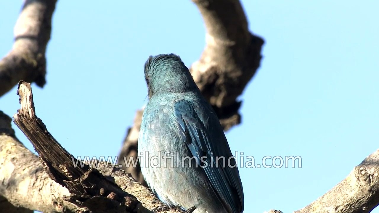 Verditer Flycatcher female bird call in the Him...