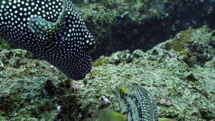 Wild Galapagos Part 2 Trapped In Paradise       part 2/2