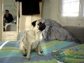 Je veux aller à la forêt!