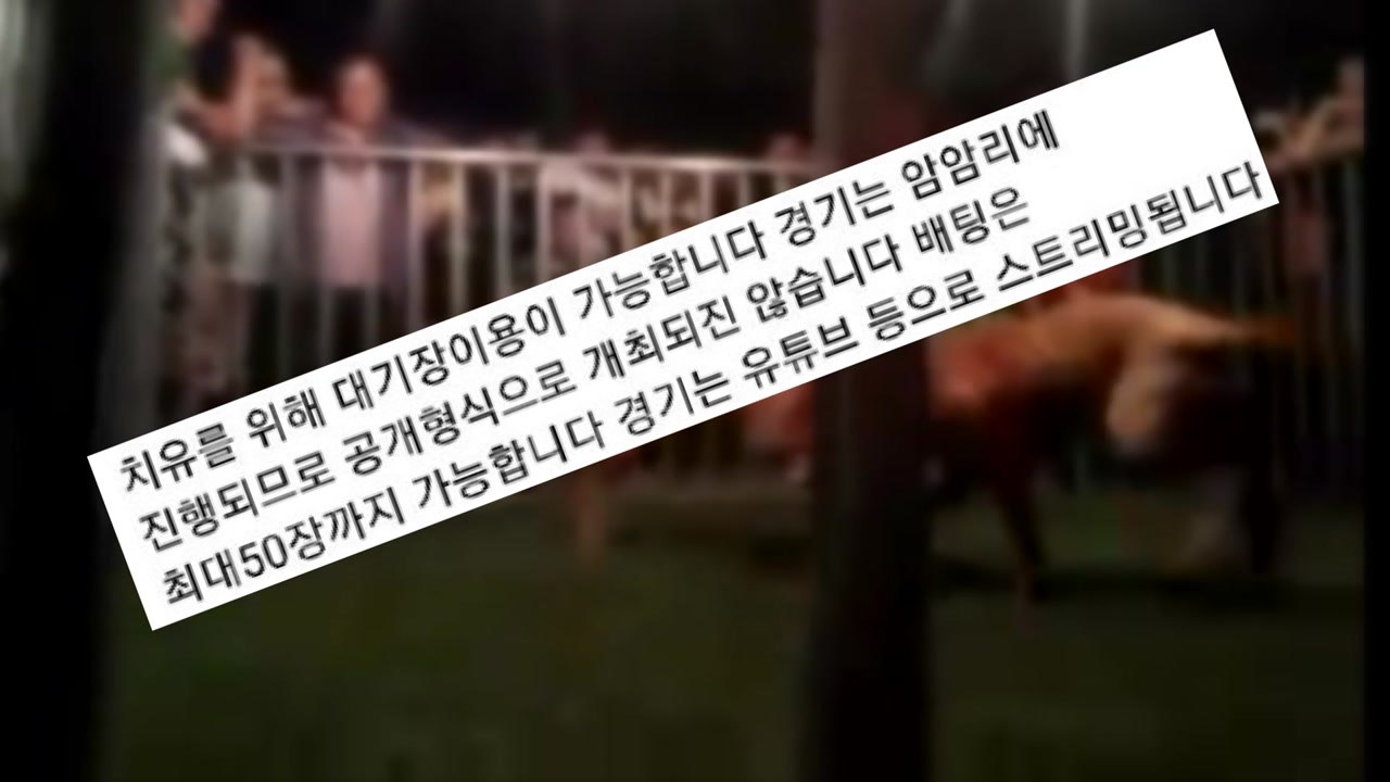 [단독] "투견 도박 참가자 모집"...경기 방식도 잔인 / YTN
